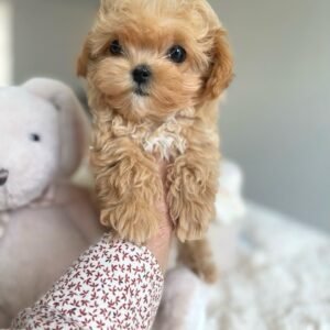 Ella