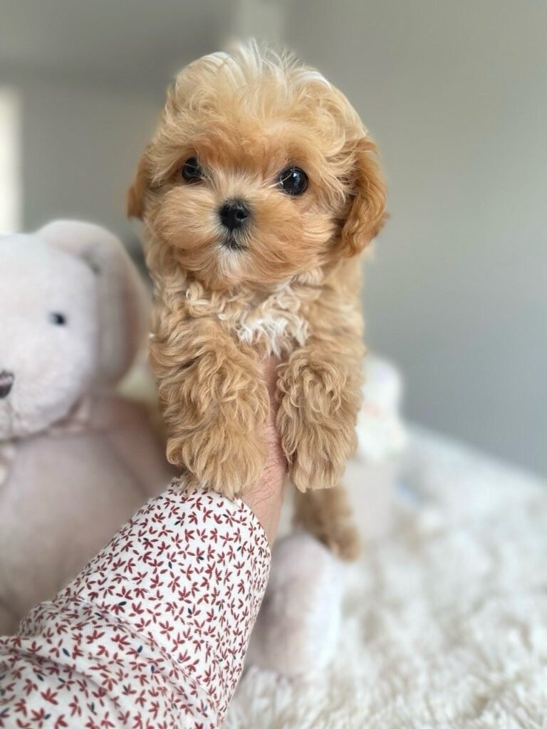 Ella