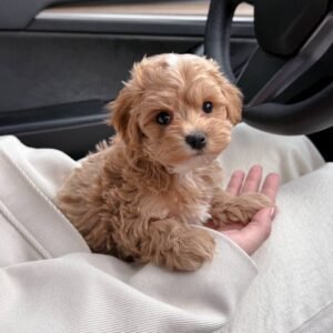 Max
