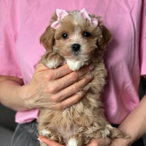 Baby Celesta