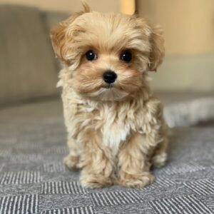 charisma