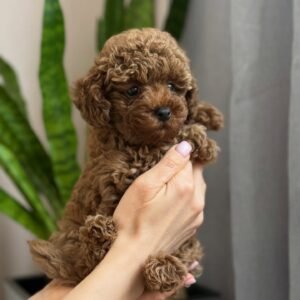 Baby Rosa
