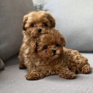 Chia & Lima