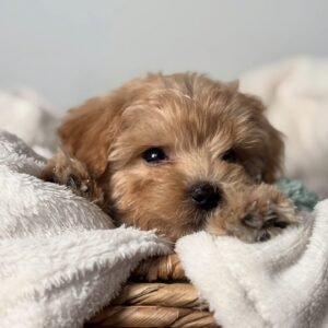 Elliot