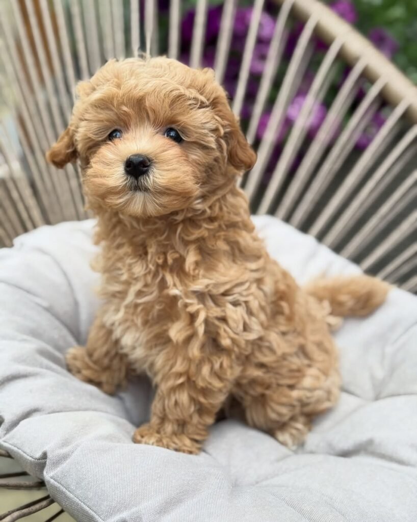 Beverly