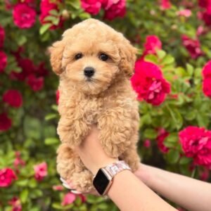 maltipoo paws