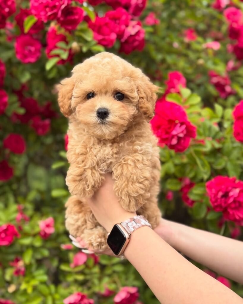 maltipoo paws
